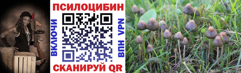 Галлюциногенные грибы Psilocybe  Судогда 